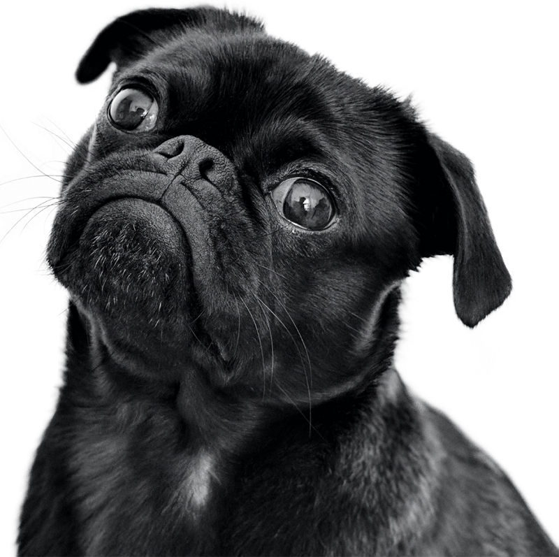 Newsletter Dog Optimized