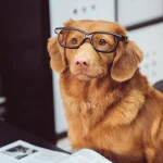 article thumb 5 optimized